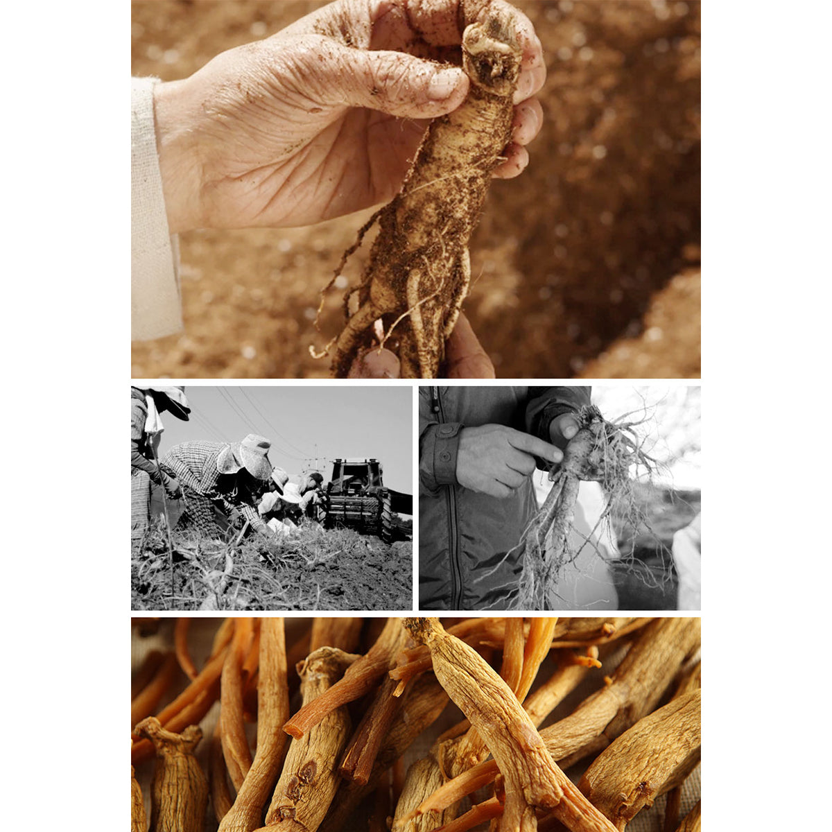 Korean Red Ginseng 200g(10ea X 20g) 6Years Sliced Korean Panax Red Ginseng Roots with Honey, Saponin